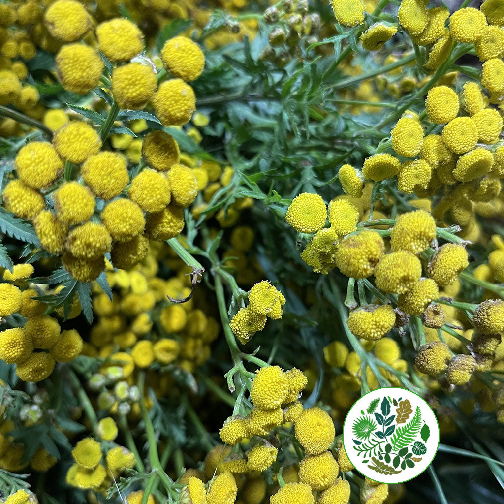 Tansy (Wild) (Various Sizes)