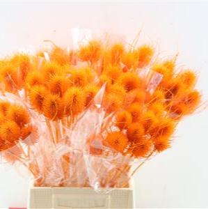 Thistle (Coloured/Bleached) (DRY) (Various Colours)