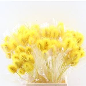 Thistle (Coloured/Bleached) (DRY) (Various Colours)