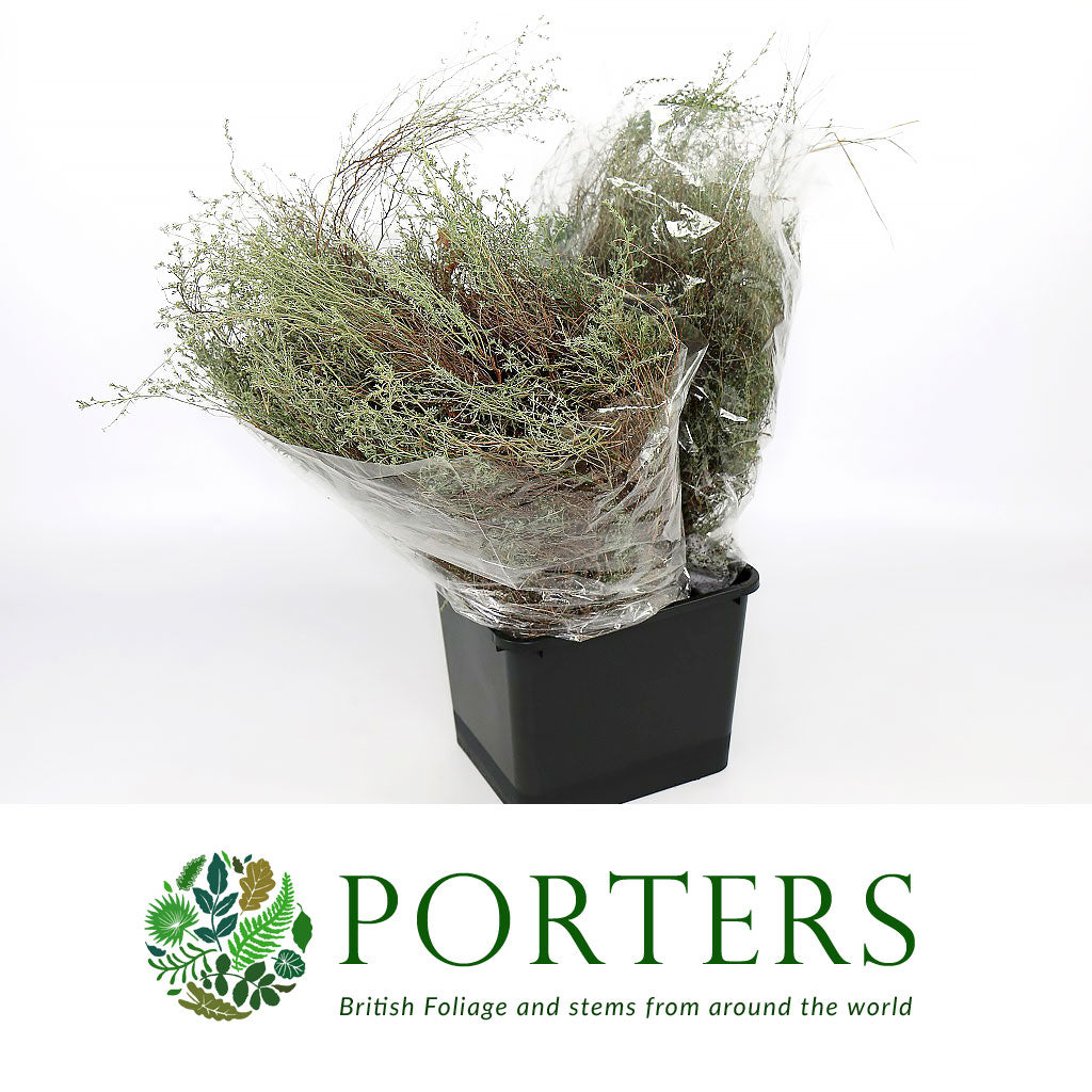 False Thyme &#39;Herb&#39; 65cm (Various Sizes)
