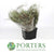 False Thyme 'Herb' 65cm (Various Sizes)