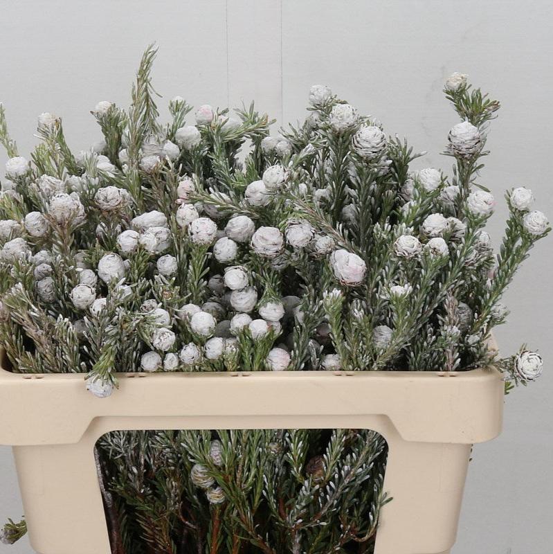 Leucadendron 'Tortum' 50cm (x10)