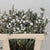 Leucadendron 'Tortum' 50cm (x10)