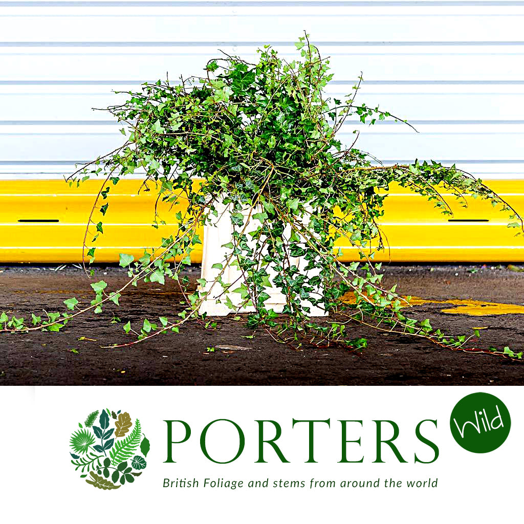 Ivy 'Trailing' (Green) (Cultivated E) (Short) (x10)