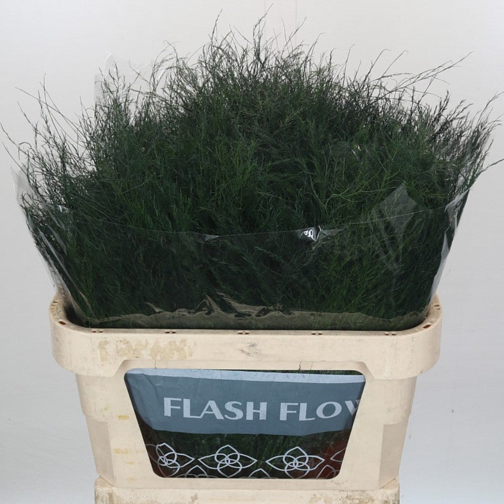 Fern &#39;Asparagus&#39; (Tree Fern) (Various Lengths)
