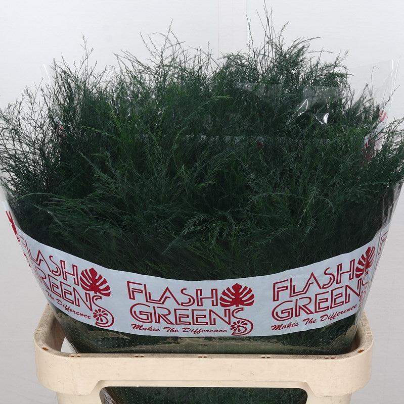 Fern &#39;Asparagus&#39; (Tree Fern) (Various Lengths)