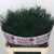 Fern 'Asparagus' (Tree Fern) (Various Lengths)