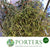 Salix 'Twisted Willow' (Wild) (Various Sizes)
