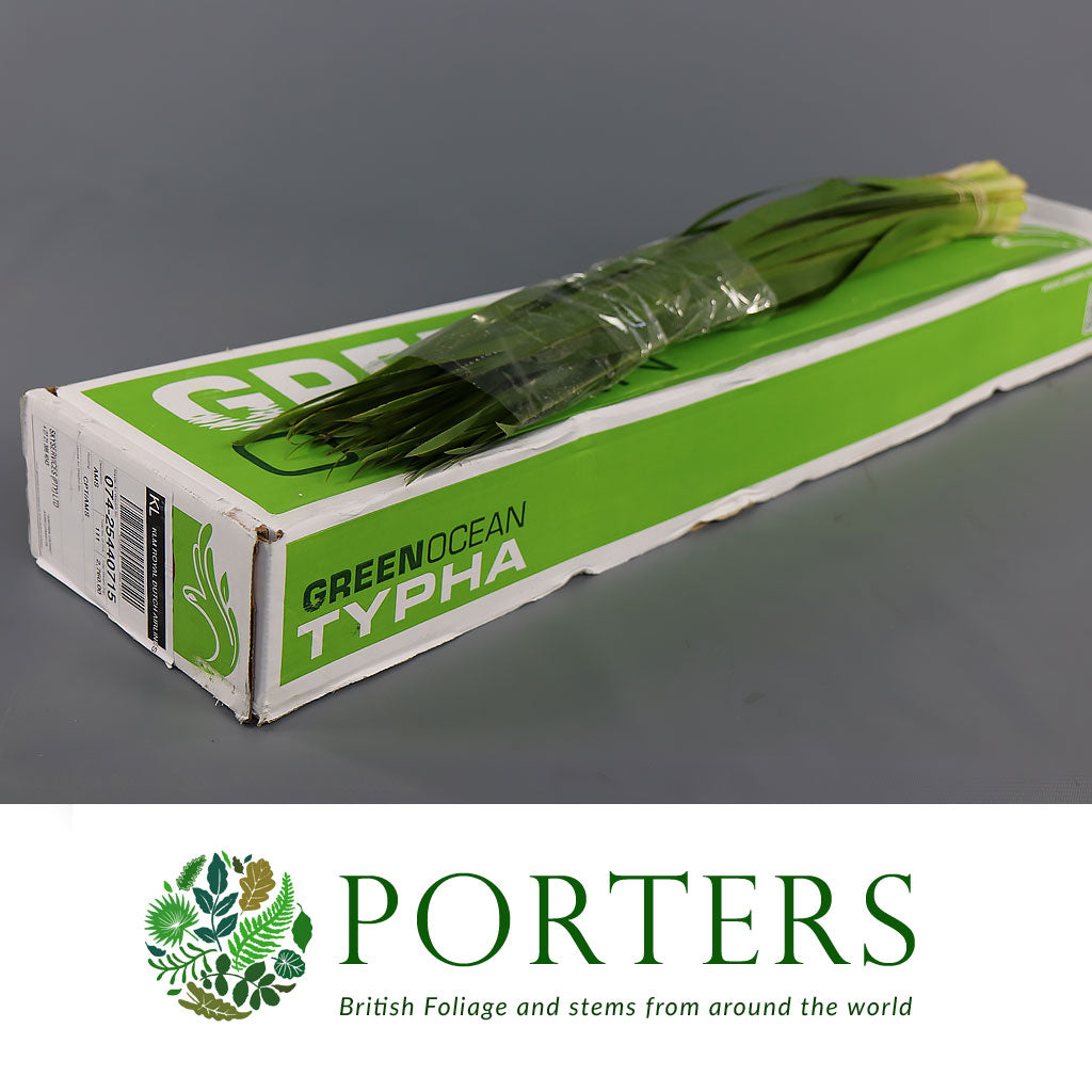 Grass &#39;Typha&#39; (Various Lengths)