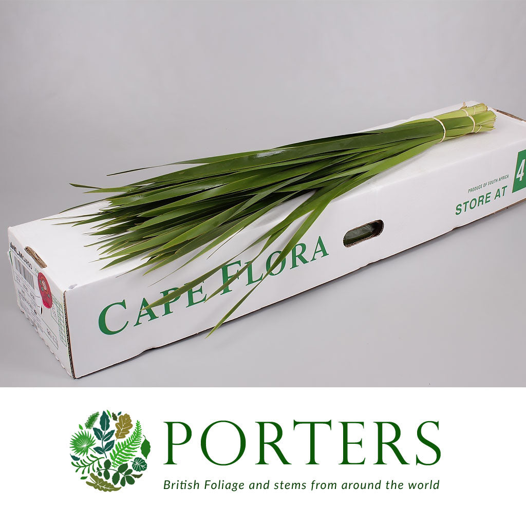 Grass 'Typha' (Various Lengths)