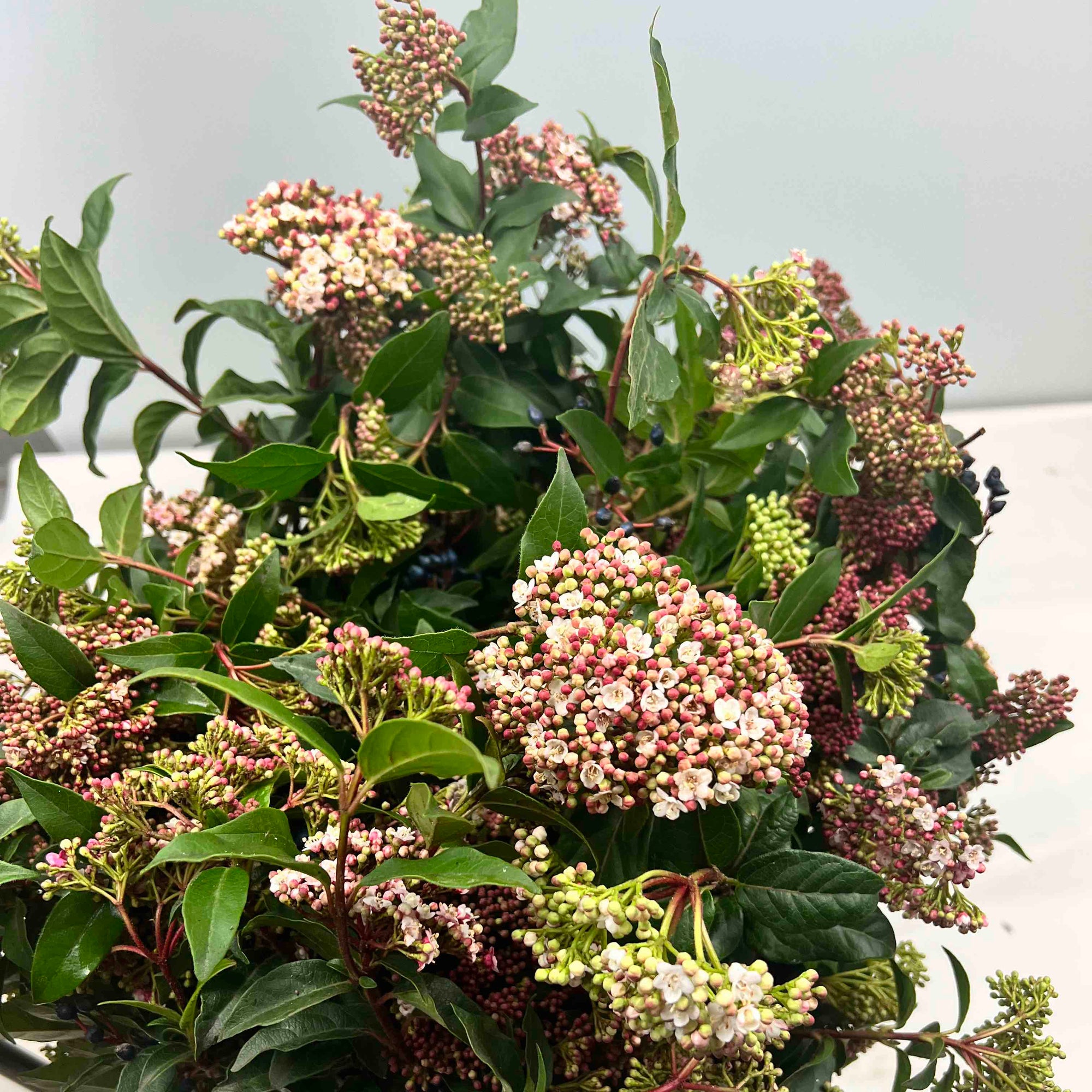 Viburnum 'Flowering' (Cultivated) (Various Sizes)