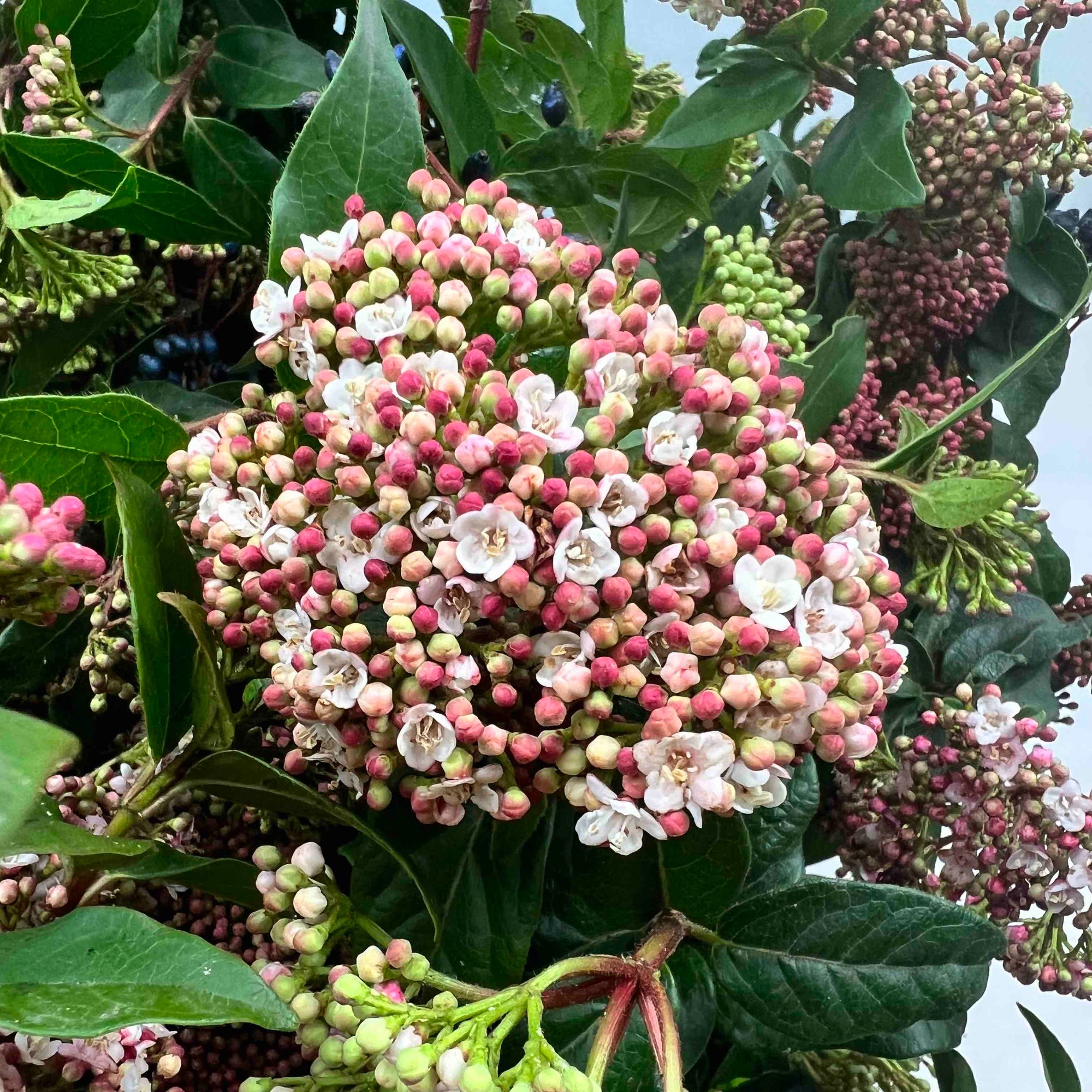 Viburnum 'Flowering' (Cultivated) (Various Sizes)
