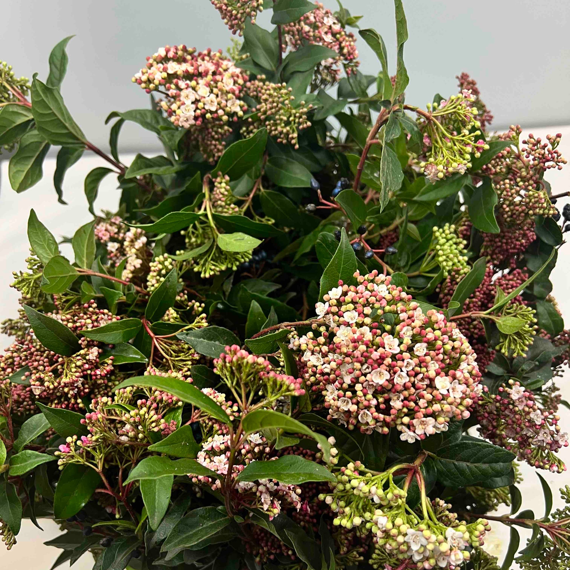 Viburnum 'Flowering' (Cultivated) (Various Sizes)