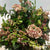 Viburnum  'Flowering' (Cultivated) (Various Sizes)