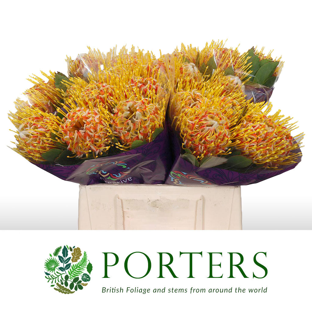 Pincushion Protea 'Veldfire' (Various Lengths)