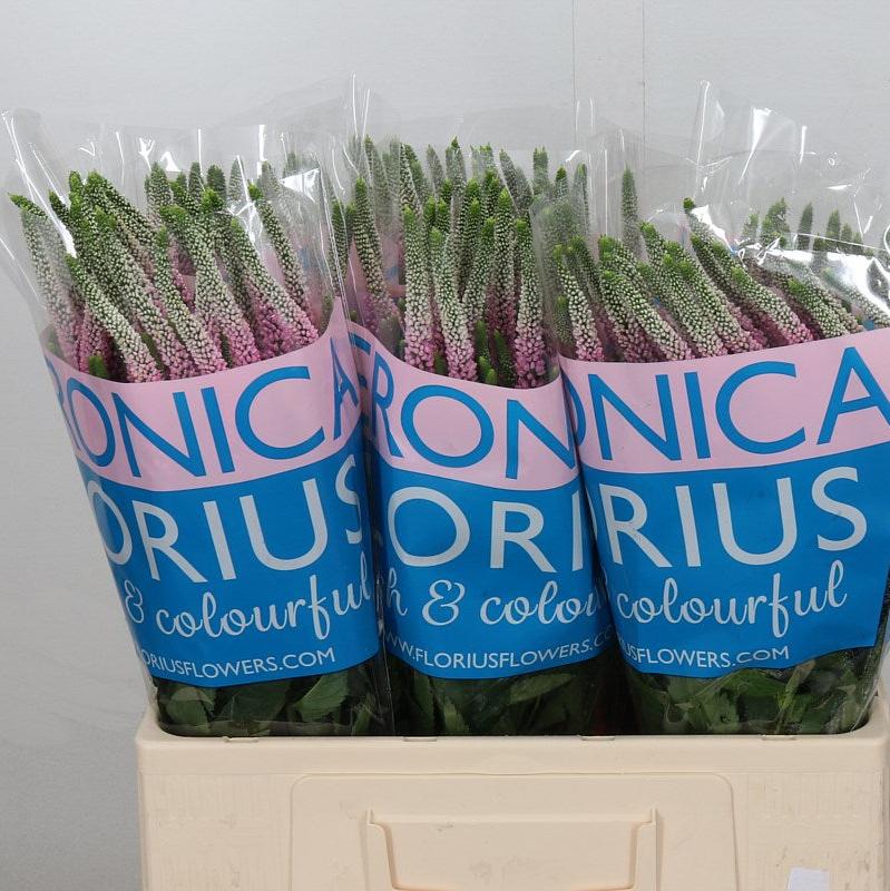 Veronica &#39;Clea Roswitha&#39; 60cm (x25)