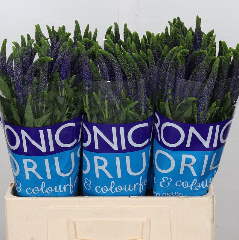 Veronica 'Smart Navy' 60cm (x25)