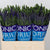 Veronica 'Smart Navy' 60cm (x25)