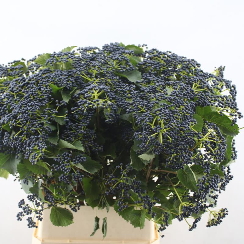 Viburnum 'Berried' (Cultivated) (Various Sizes)