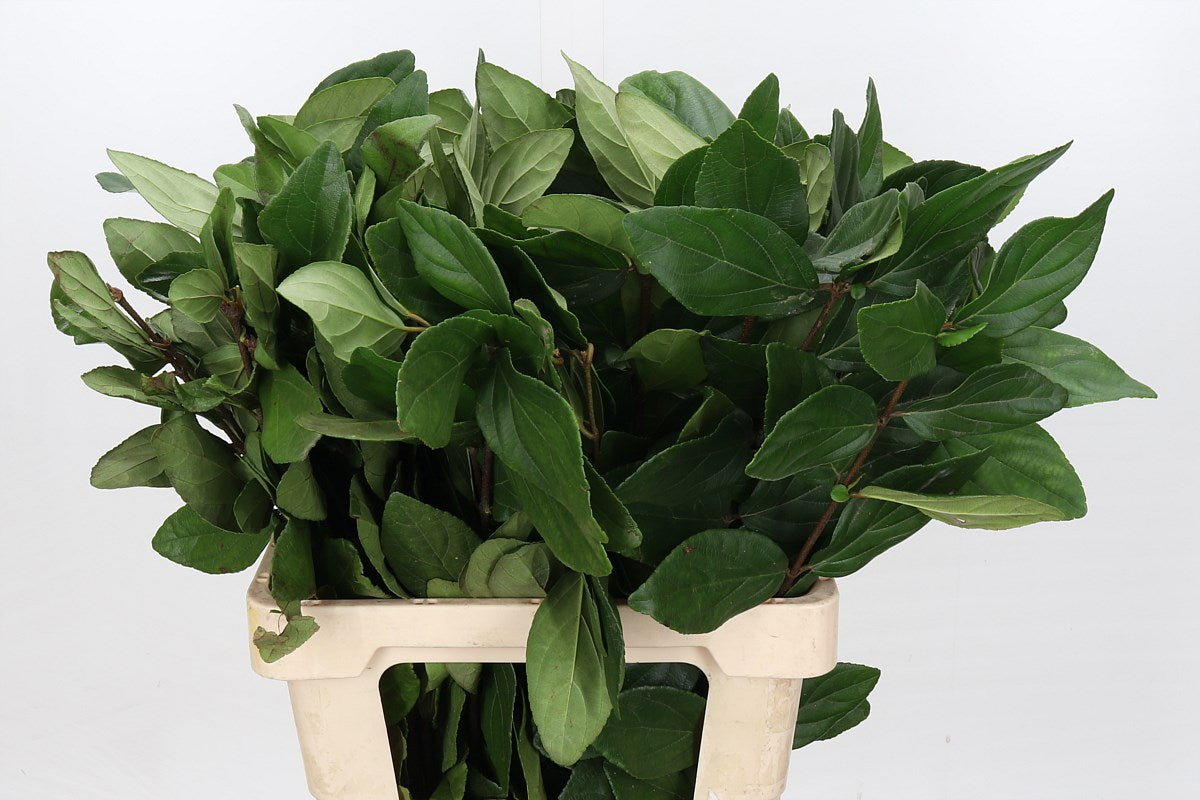Viburnum &#39;Foliage&#39; (Cultivated) 60cm (x10)