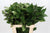 Viburnum 'Foliage' (Cultivated) 60cm (x10)