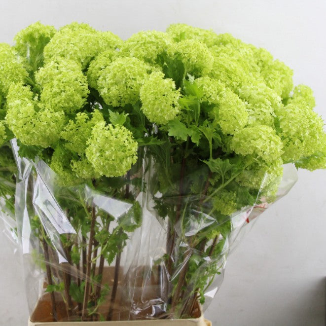 Viburnum 'Opulus Roseum' (Cultivated) (Various Sizes)