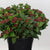 Viburnum  'Flowering' (Cultivated) (Various Sizes)