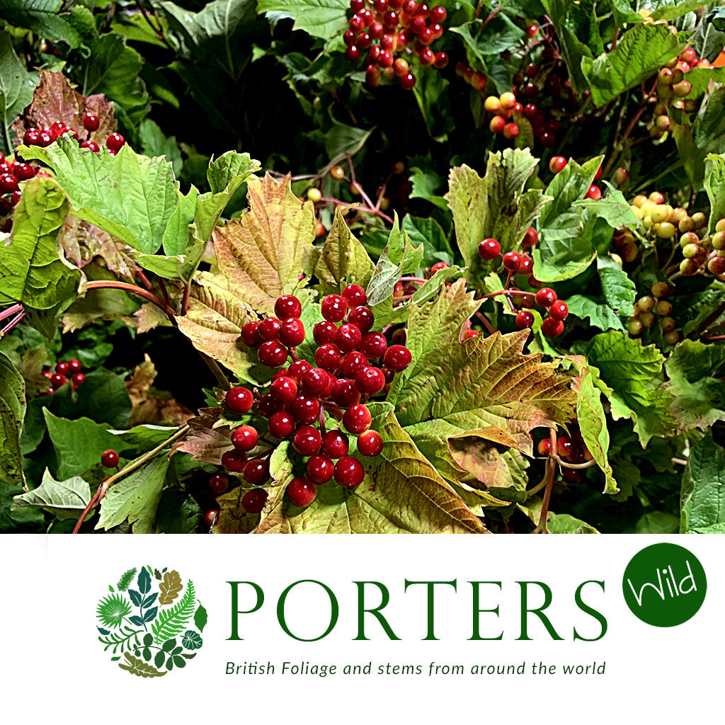 Viburnum &#39;Guelder Berried&#39; (Cultivated E) (x5)