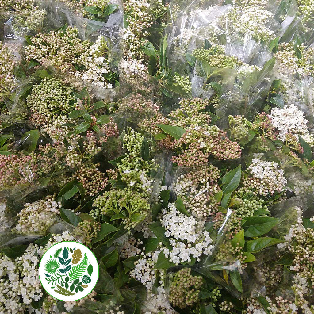 Viburnum  &#39;Flowering&#39; (Cultivated) (Various Sizes)