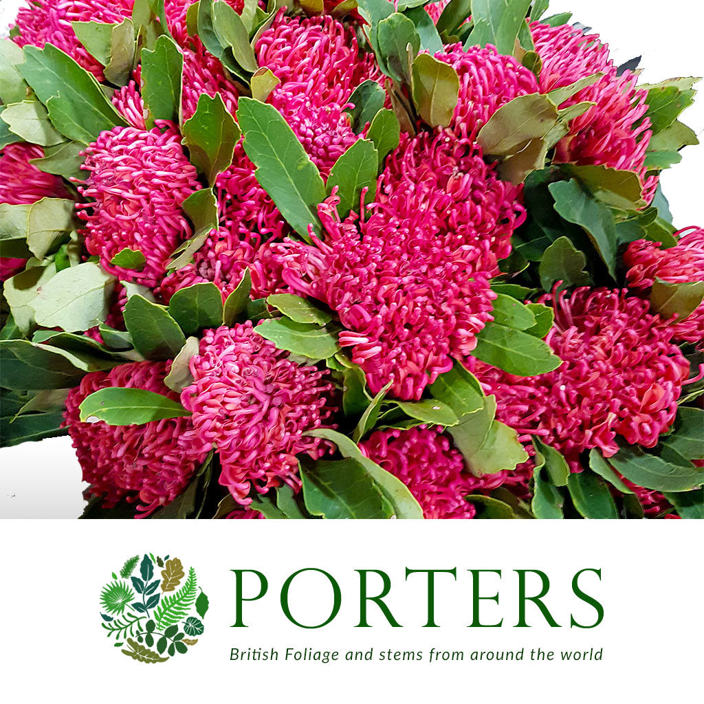 Protea &#39;Waratah&#39; (Various Lengths)