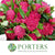 Protea 'Waratah' (Various Lengths)