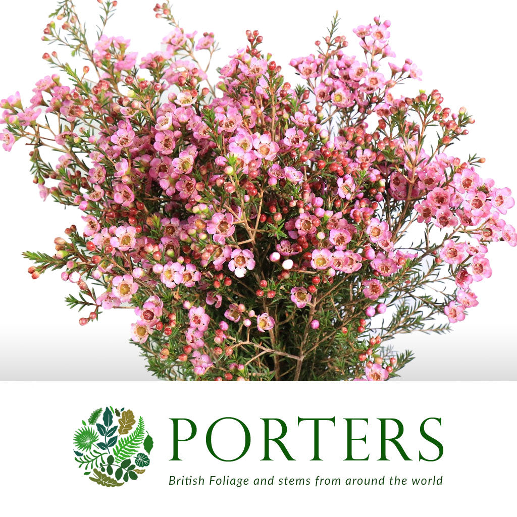 Wax Flower &#39;Adi&#39; (Various Sizes)