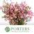 Wax Flower 'Adi' (Various Sizes)