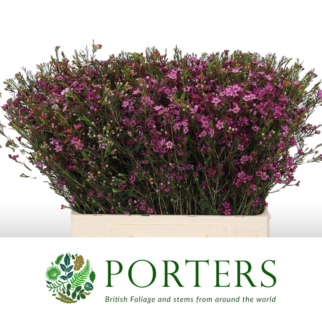 Wax Flower &#39;Purple Pride&#39; (Various Lengths)
