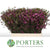 Wax Flower 'Purple Pride' (Various Lengths)