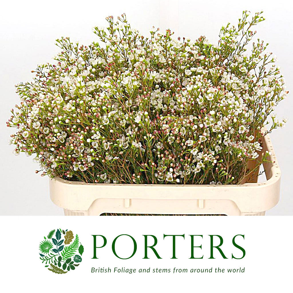 Wax Flower &#39;Maya White&#39; (Various Lengths)