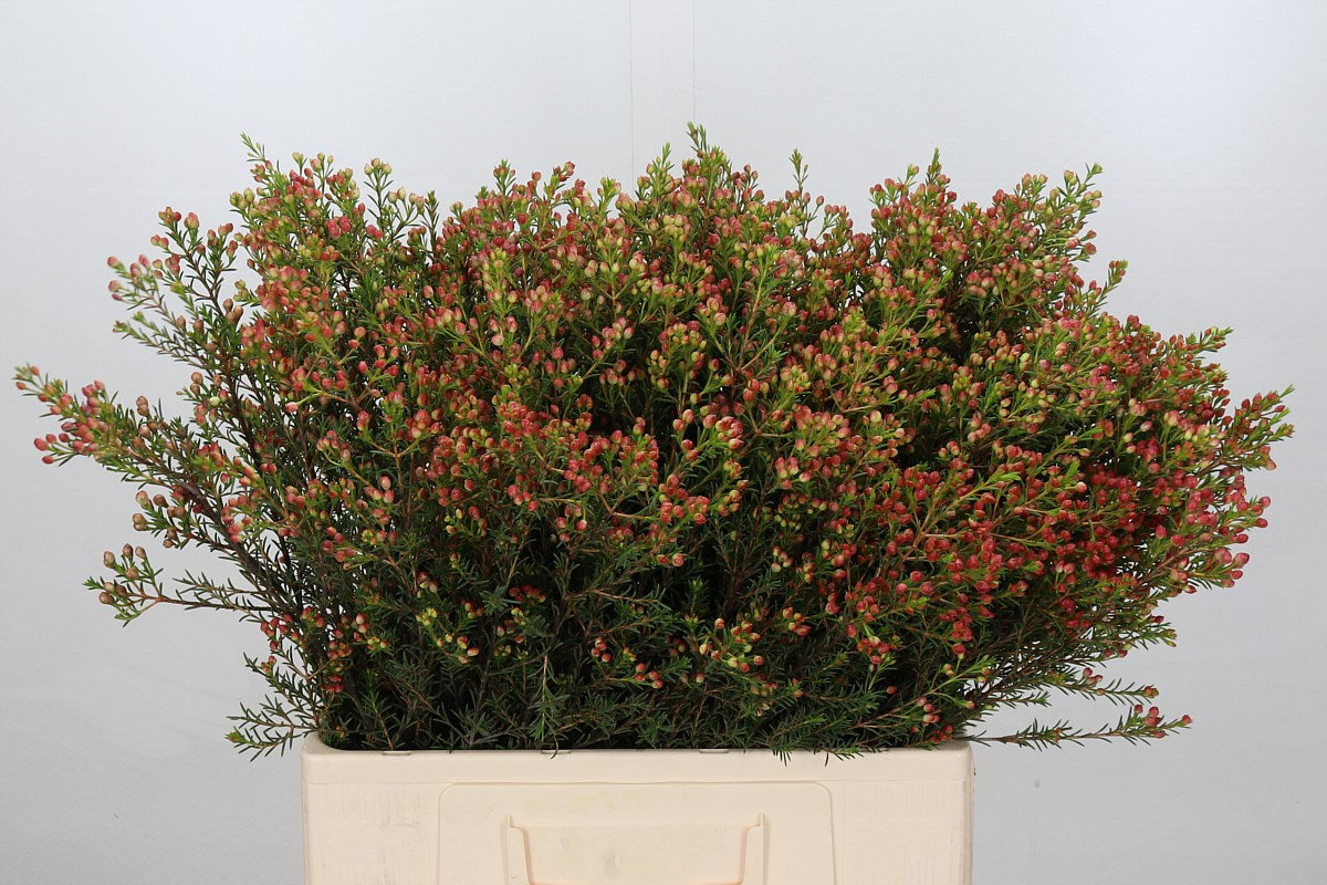 Wax Flower 'Adi' Buds (Various Lengths)