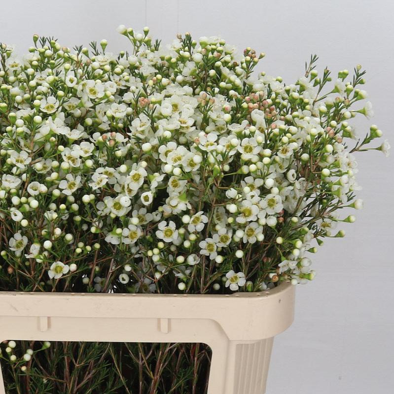Wax Flower &#39;Jenny Jane&#39; (Various Lengths)