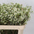 Wax Flower 'Jenny Jane' (Various Lengths)