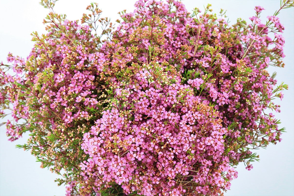 Wax Flower &#39;Mars&#39; (Various Sizes)