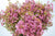 Wax Flower 'Mars' (Various Sizes)