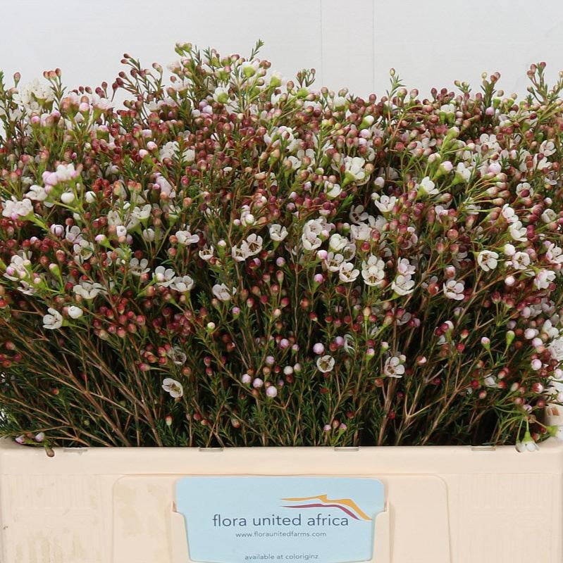 Wax Flower &#39;Maya&#39; (Various Lengths)