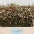 Wax Flower 'Maya' (Various Lengths)