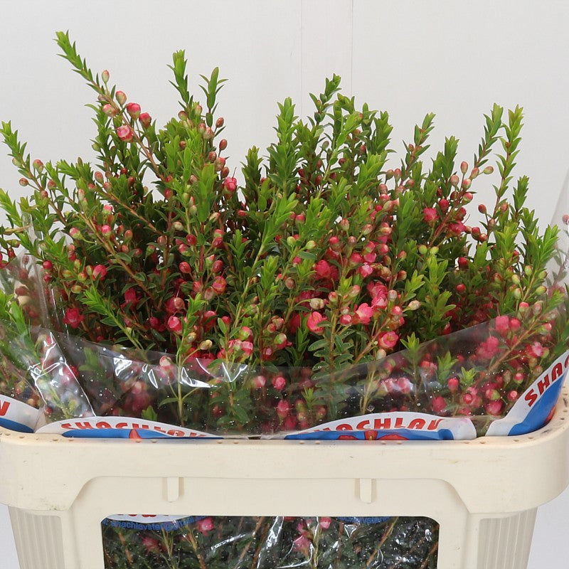 Wax Flower 'Chamecordia Rey' (Various Sizes)