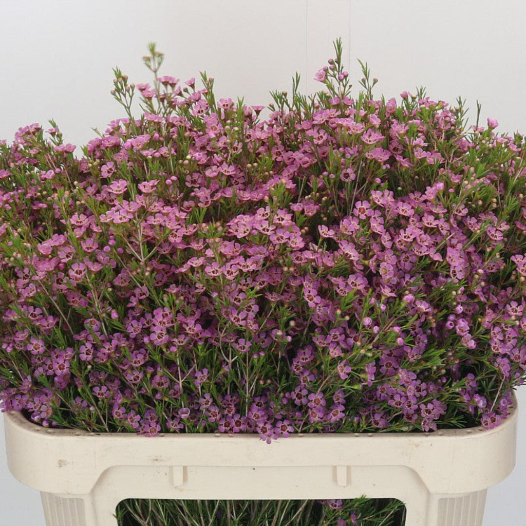 Wax Flower &#39;Michal&#39; (Various Sizes)