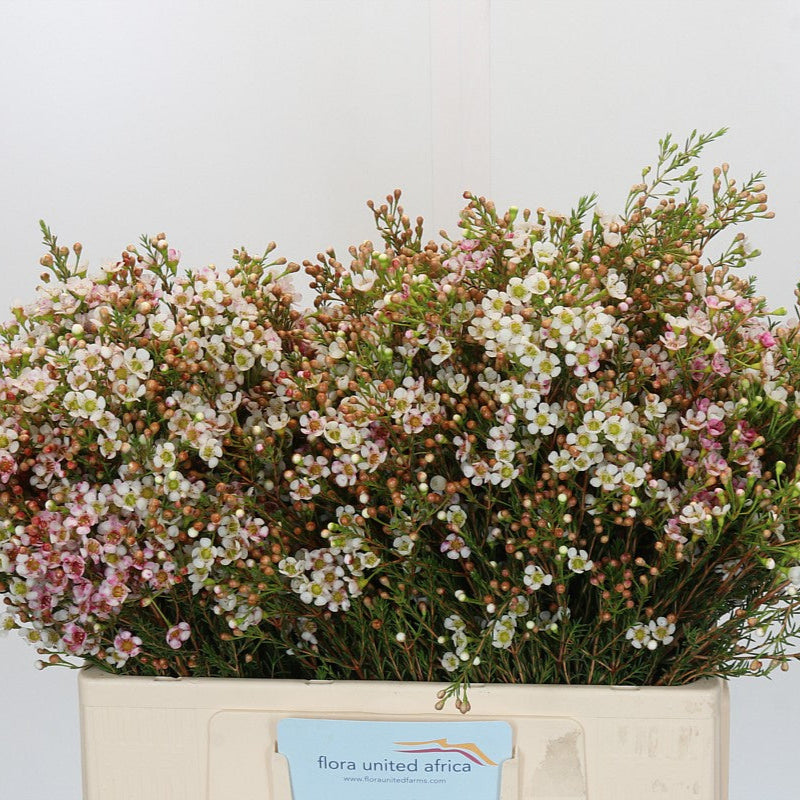 Wax Flower &#39;Morning Delight&#39; (Various Lengths)