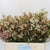 Wax Flower 'Morning Delight' (Various Lengths)