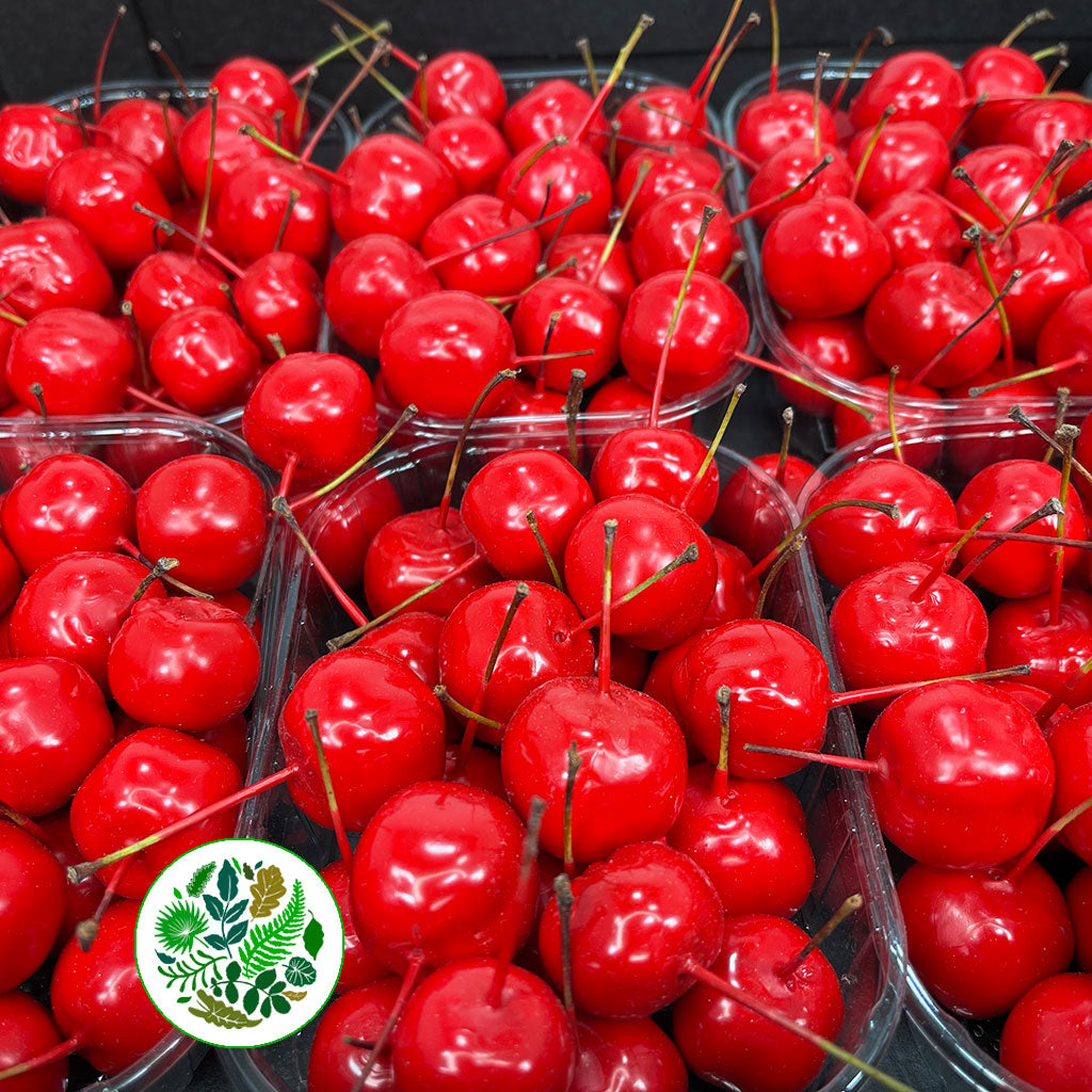 Waxed &#39;Crab Apples&#39; (Various Colours) (Small Tray)