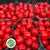 Waxed 'Crab Apples' (Various Colours) (Small Tray)