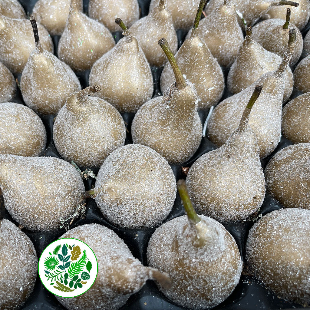 Waxed 'Pears' (Various Colours) 'With and Without Glitter' (x39)